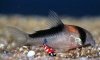 Corydora Duplicareus