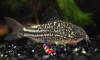 Corydora Elegans
