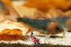 Corydora Eques