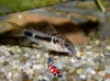 Corydora Habrosus