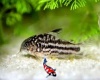 Corydora nannus