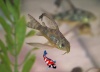 corydora paleatus sluier