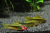 Corydora Peru Green Lazer