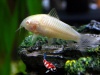 Corydoras albino