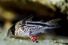 Corydoras loxozonus