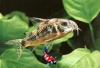 corydoras paleatus