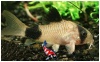 Corydoras Panda