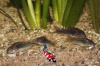 Corydoras peru gold stripe