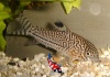 corydoras trilineatus