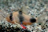 Corydoras weitzmani