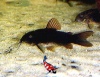 corydoras zwart