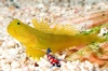 cryptocentrus cinctus 