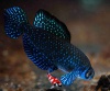 Cynolebias nigripinnis