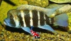Cyphotilapia frontosa