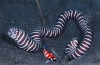 gymnomuraena zebra