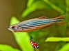 Danio Kyathit