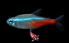 Diamant Neontetra