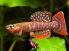 Diapteron abacinum 