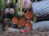 Discusvis Pigeon Blood rood / blauw (mix)