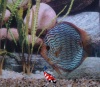 Discusvis Rood Turquise