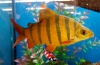 Distichodus sexfasciatus