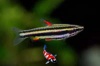 Nannostomus Marginatus - Dwerg potloodvis