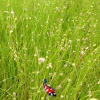 Eleocharis acicularis - Naaldgras
