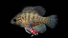 Enneacanthus obesus