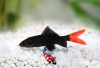 Epalzeorhynchos bicolor - Vuurstaartlabeo
