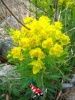 Euphorbia palustris - Moeraswolfsmelk