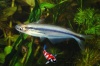 Eutropiellus buffei - Driestreepglasmeerval