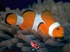 False Percula Ocellaris / Anemoonvis