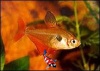 Fantoomzalm - Megalamphodus sweglesi
