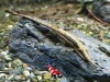 Farlowella acus - Naaldmeerval