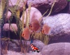 Flachen Turkis