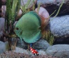 Flachen Turkis 