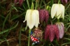 Fritillaria meleagris - Kievitsbloem