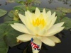 Geel Nymphaea Inner Light