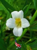 Gratiola officinalis - Genadekruid