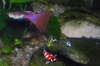 Guppy - Poecilia reticulata