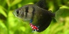 Gymnocorymbus ternetzi - Zwarte tetra