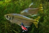 Hemigrammopetersius caudalis - Gele congozalm