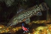 Hoplosternum thoracatum