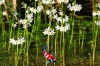Hottonia palustris - Waterviolier
