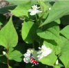 Houttuynia cordata - moerasanemoon