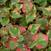 Houttuynia cordata 'chameleon' - Moerasanemoon