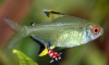 hyphessobrycon pulchripinnis