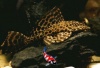 Hypostomus plecostomus