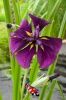 Iris kaempferi - Japanse iris