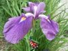 Iris kaempferi 'darling' - Japanse iris